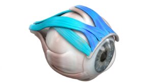 눈꺼풀 상안검거근과 뮬러근의 해부학적 구조 3D 일러스트
